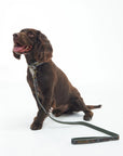 laisse-pour-chien-barbour-dac0101tn11