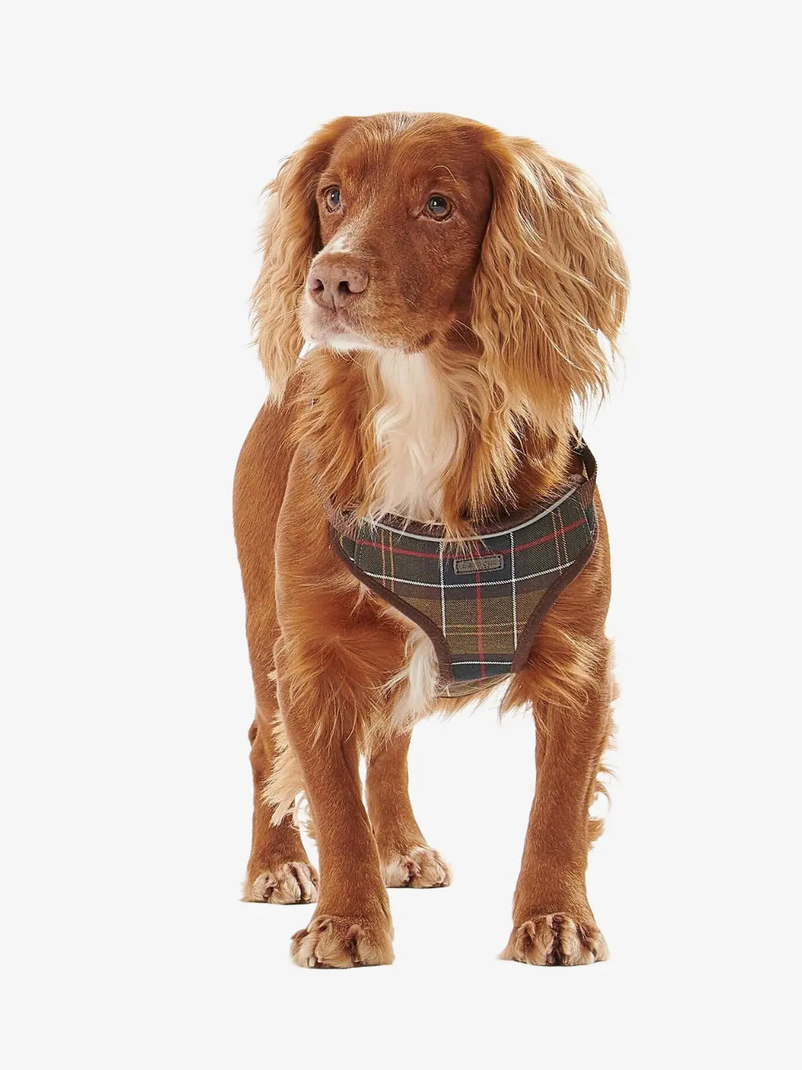 harnais-chiens-barbour-DAC0011TN11-face-porte