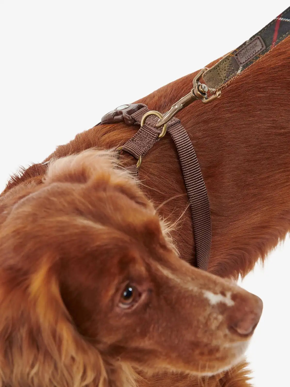 harnais-chiens-barbour-DAC0011TN11-face-zoom