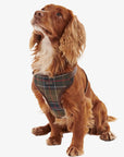 harnais-chiens-barbour-DAC0011TN11-face
